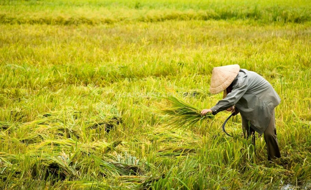 Scenic view of the Mekong Delta river channels and lush green rice fields