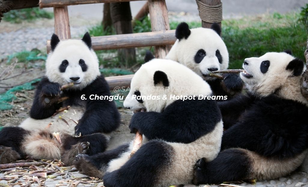 6. Chengdu – Pandas & Hotpot Dreams