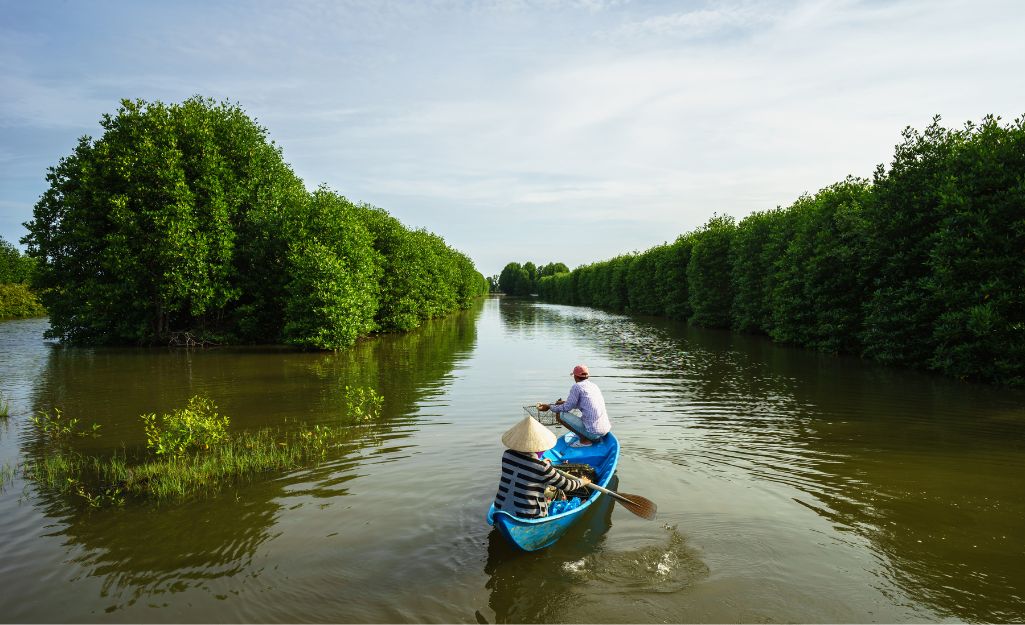 Sampan boat cruising through Ca Mau mangrove forest