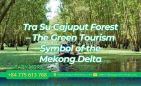 Tra Su Cajuput Forest – The Green Tourism Symbol of the Mekong Delta