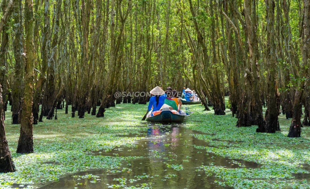 Du khách đi xuồng giữa thảm bèo xanh ở Trà Sư