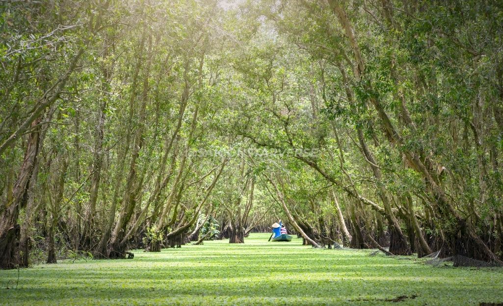 Hàng tràm in bóng xuống mặt nước ở Trà Sư