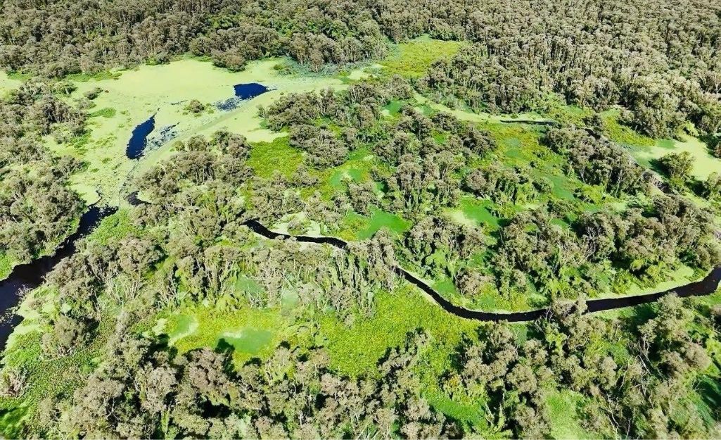 Sampan boat leaving a trail on green duckweed in Tra Su Forest