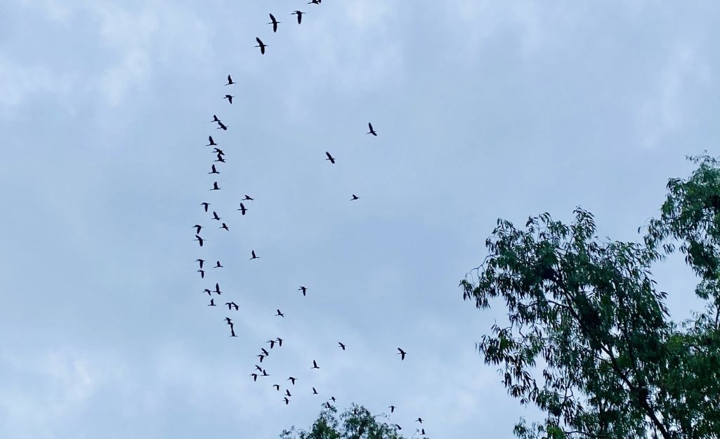 Flock of storks flying over Tra Su Cajuput Forest