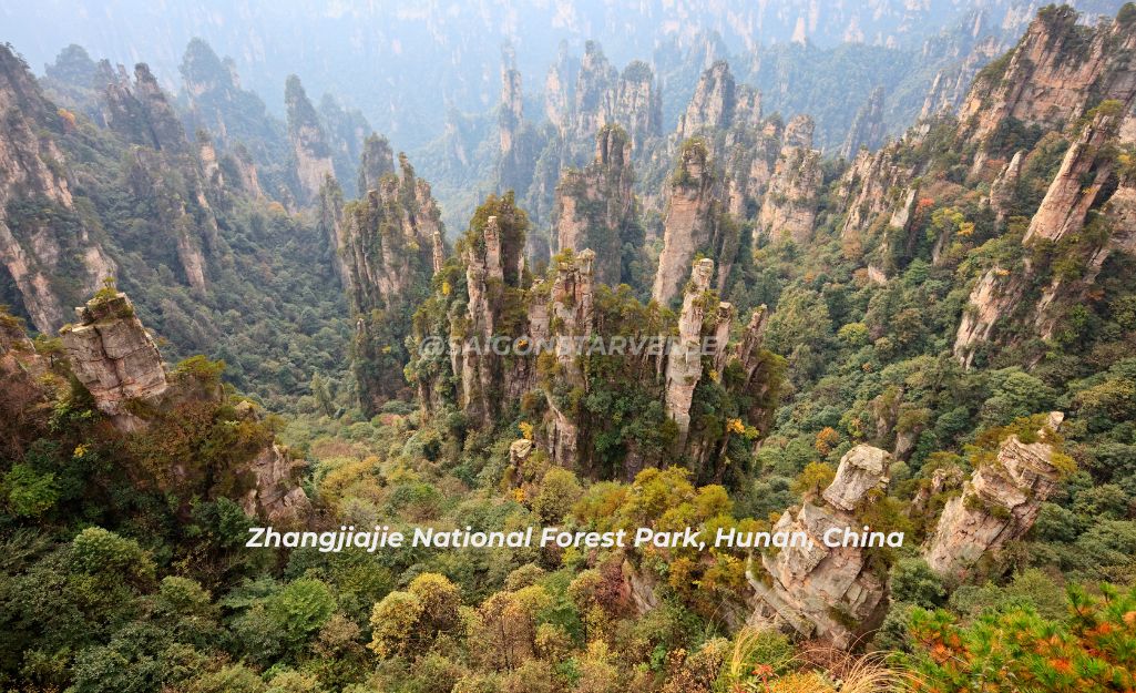 Công viên Rừng Quốc gia Trương Gia Giới (Zhangjiajie) – Vẻ đẹp Huyền Bí