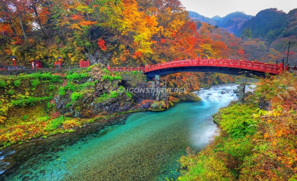 The red Shinkyo Bridge standing out against the gold colors of Nikko Toshogu Shrine in early November.