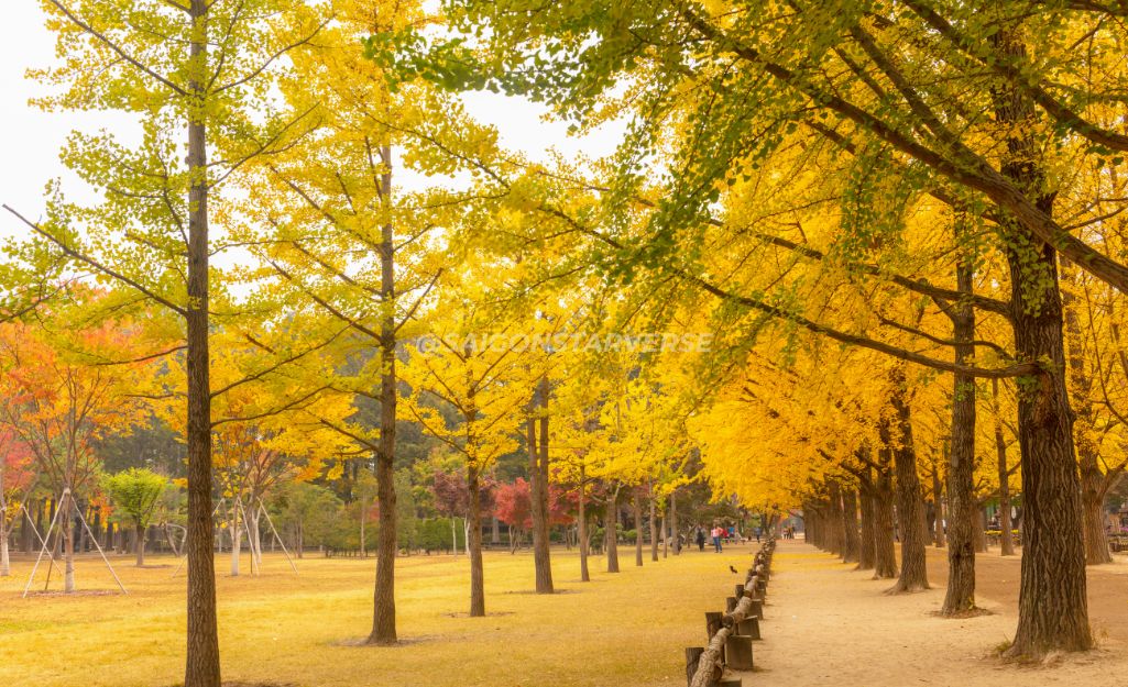 Con đường lá ngân hạnh vàng rực ở Đảo Nami hoặc cổng vào Núi Naejangsan ngập lá đỏ.