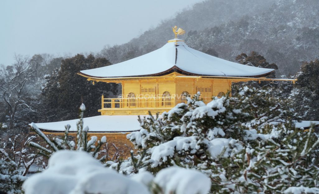 Ngôi Chùa Vàng Kinkaku-ji nổi bật trên nền tuyết trắng, một cảnh đẹp hiếm có của cố đô Kyoto mùa đông.