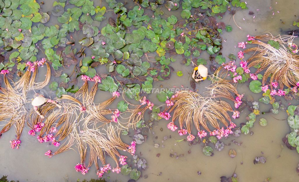 Ai thương ai mến miền Tây – ly trà xanh và nụ cười chân chất giữa buổi sớm quê nhà.