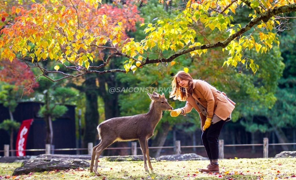 Du khách cho hươu ăn bánh Shika-senbei (cận cảnh hoặc tương tác an toàn). Khi khám phá Công Viên Nara (Nara Park)