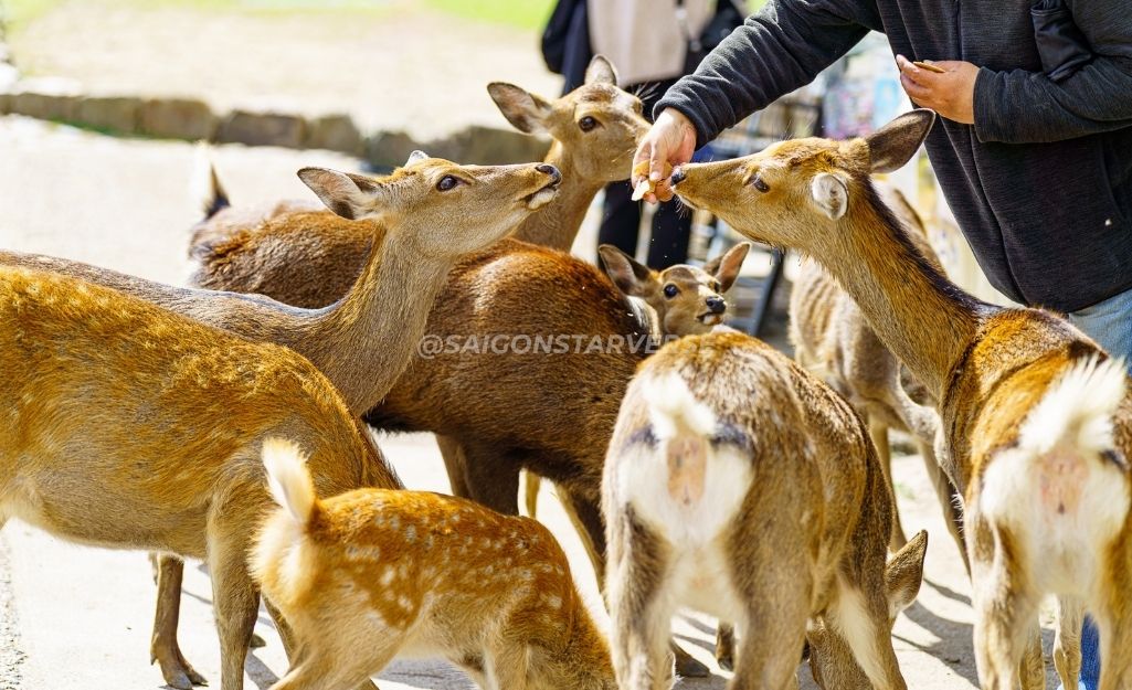 Công Viên Nara (Nara Park) A-Z: Trải Nghiệm Cùng Hươu Sika và cho Hưu ăn bánh quy hươu (Shika-senbei)