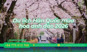 Giải Mã Du lịch Hàn Quốc mùa hoa anh đào 2026: Bí kíp săn ảnh "vạn người mê" tại Nami Island.