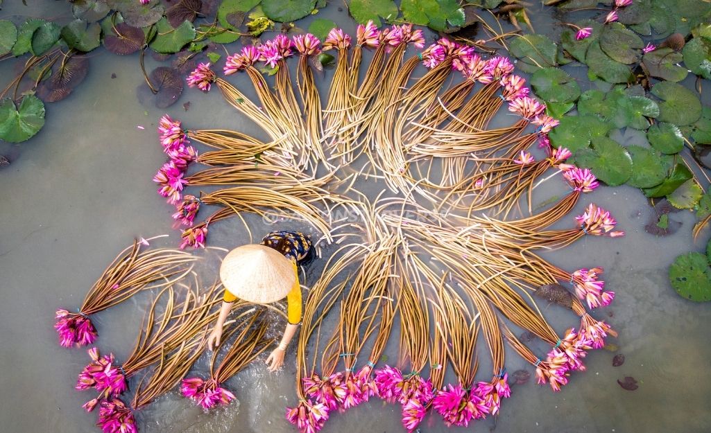 Hình ảnh: Người dân đang thu hoạch bông súng để mang ra chợ bán, nguyên liệu hay dùng với Bún Mắm Miền Tây