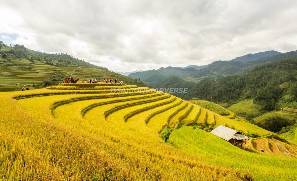 Mùa vàng lúa chín. Rất phù hợp cho du lịch tây bắc tháng 10. Thời tiết khô ráo, se lạnh, hoàn hảo để săn mây tại các đỉnh núi (Y Tý, Tà Xùa).