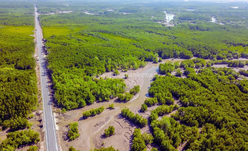 Top 7 Địa điểm Team Building Trồng Cây gần TPHCM-Rừng Phòng Hộ Cần Giờ (TPHCM)