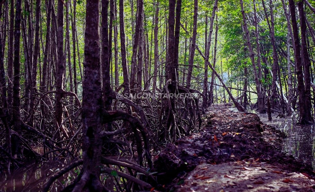 Top 7 Địa điểm Team Building Trồng Cây gần TPHCM-Rừng Tràm Vàm Sát (Cần Giờ)