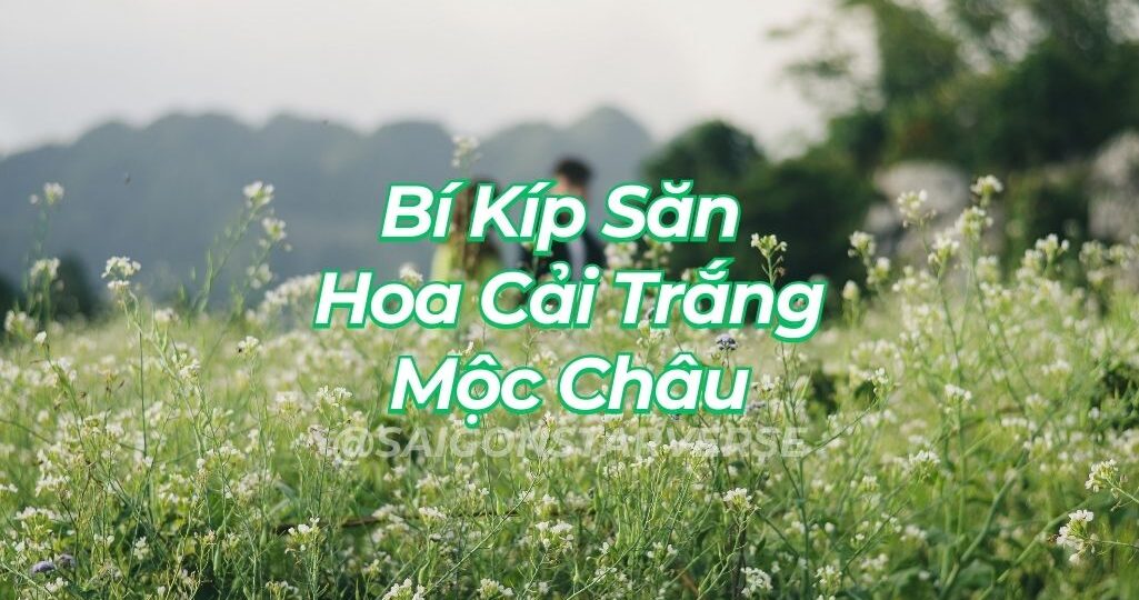 Bí Kíp Săn Hoa Cải Trắng Mộc Châu 2025