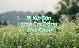 Bí Kíp Săn Hoa Cải Trắng Mộc Châu 2025