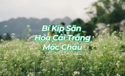 Bí Kíp Săn Hoa Cải Trắng Mộc Châu 2025