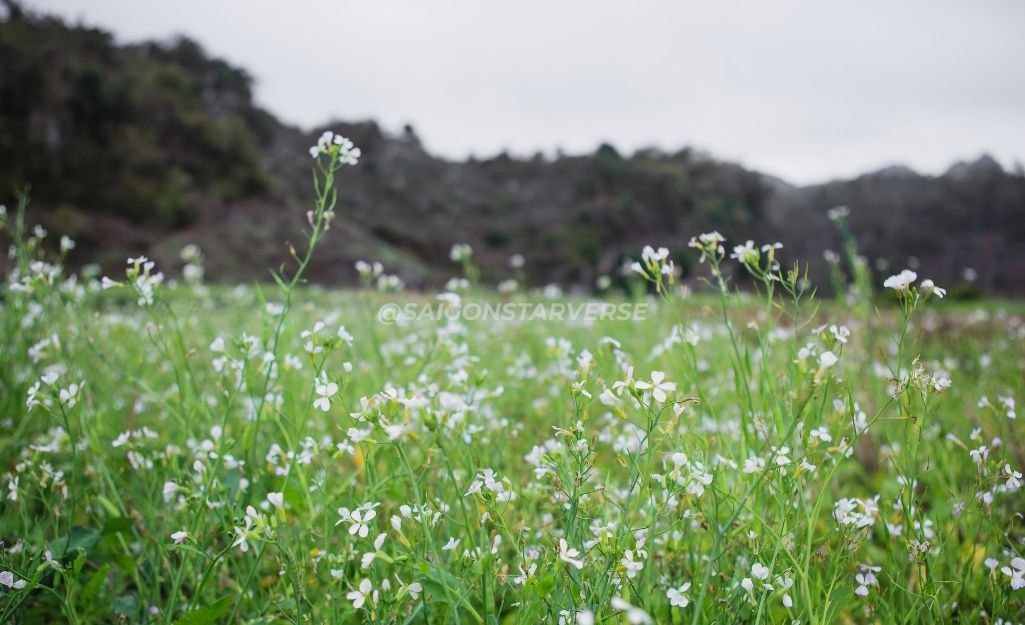 Các Địa Điểm "Săn" Hoa Cải Trắng Tuyệt Đẹp
