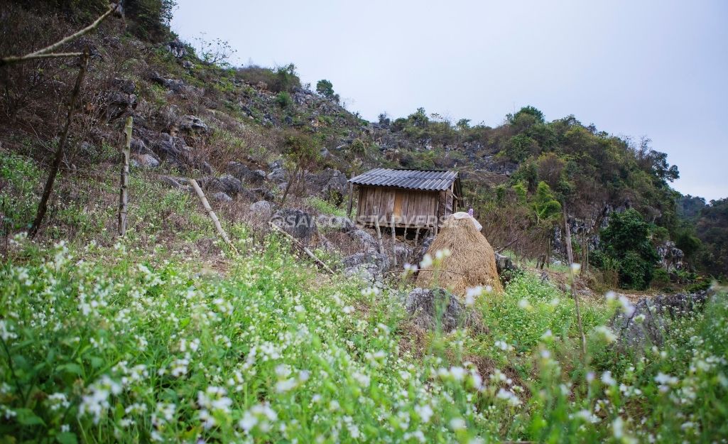 Lịch Trình Du Lịch Mộc Châu 2 Ngày 1 Đêm Gợi Ý