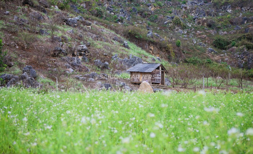 Tips Chụp Ảnh "Sống Ảo" Với Hoa Cải