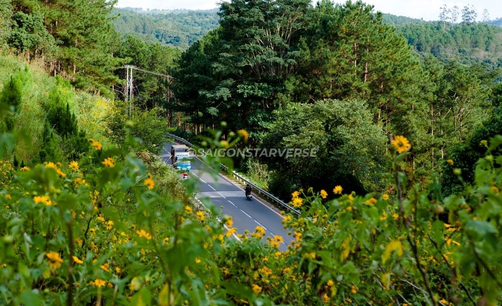 Đà Lạt (Lâm Đồng) – Say Đắm Trong Sắc Vàng Dã Quỳ, du lịch đà lạt tháng 11