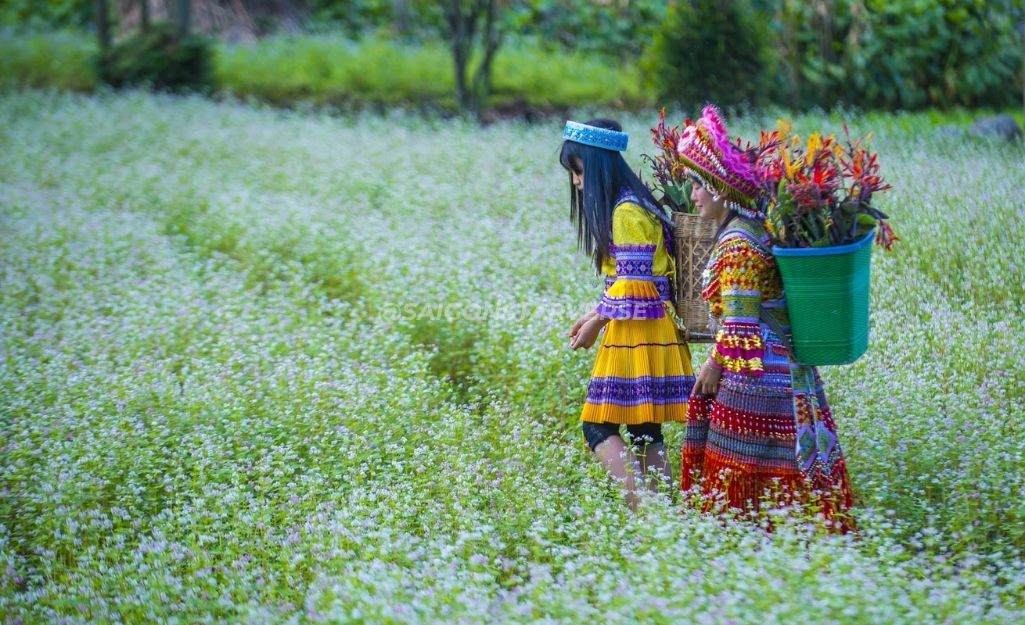 Hà Giang – Lễ Hội Hoa Tam Giác Mạch Bạt Ngàn, hoa tam giác mạch tháng 11