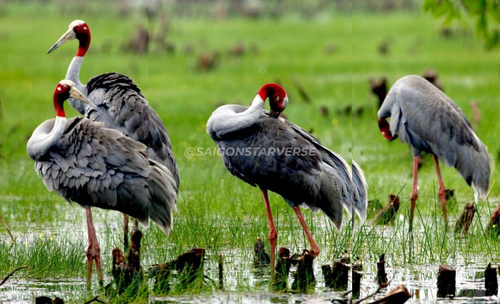 Siếu Đầu Đỏ, ở Rừng Tràm Chim Đồng Tháp
