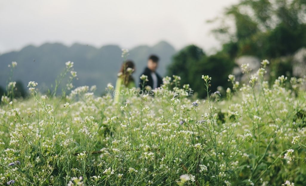 Mộc Châu (Sơn La) – Đại Dương Hoa Cải Trắng Tinh Khôi, du lịch mộc châu tháng 11