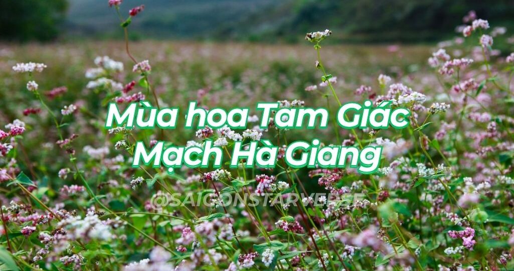Mùa Hoa Tam Giác Mạch Hà Giang 2025: Lịch Nở Rộ và Địa Điểm Đẹp Nhất