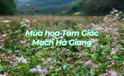 Mùa Hoa Tam Giác Mạch Hà Giang 2025: Lịch Nở Rộ và Địa Điểm Đẹp Nhất