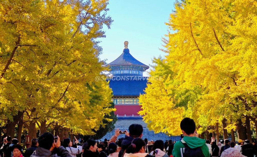 Mùa thu Bắc Kinh, đặc biệt là tại Đại lộ Bạch quả Thiên Đàn, Du khách chụp ảnh lưu niệm.