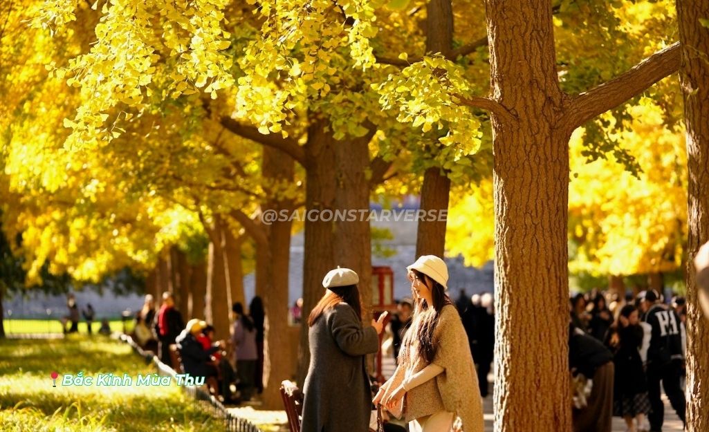 Một vài tiếp nhỏ Kỹ Thuật Chụp Ảnh Nâng Cao khi Khám Phá Đại Lộ Bạch Quả Thiên Đàn