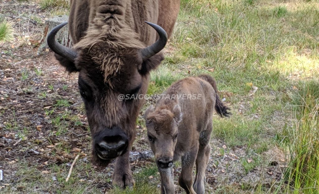 Bo Bison chau Au tai rung nguyen sinh Belovezhskaya Pushcha Belarus.