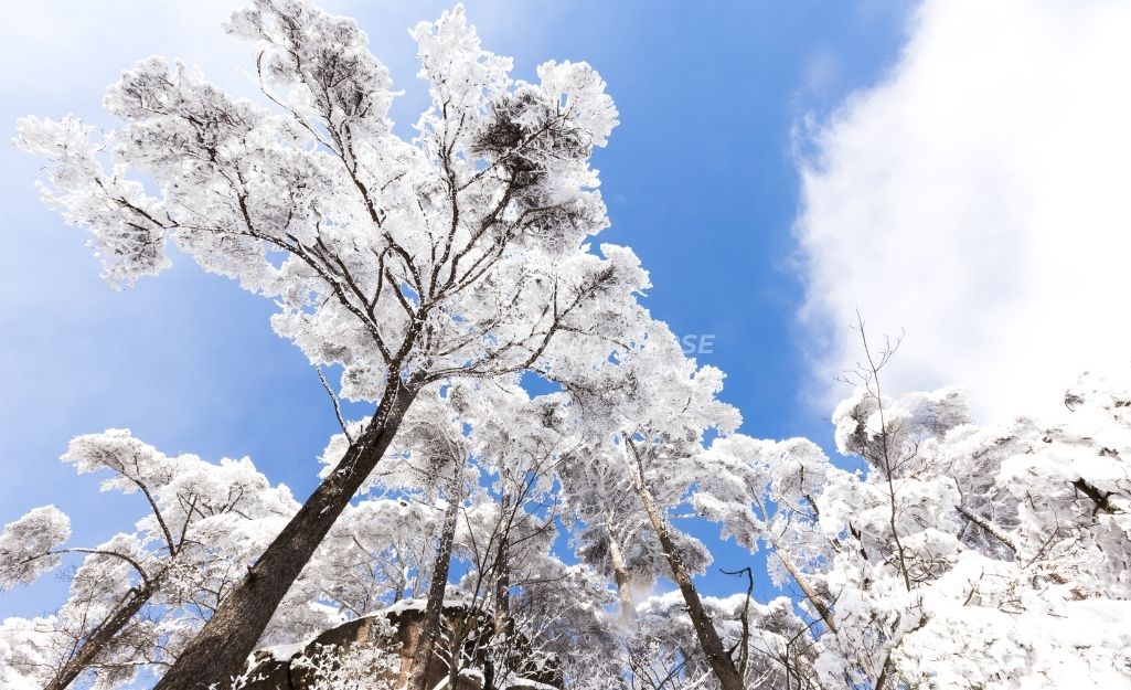 Vì Sao Hoàng Sơn Mùa Đông Được Ví Là "Ngọc Bích Nhân Gian"?