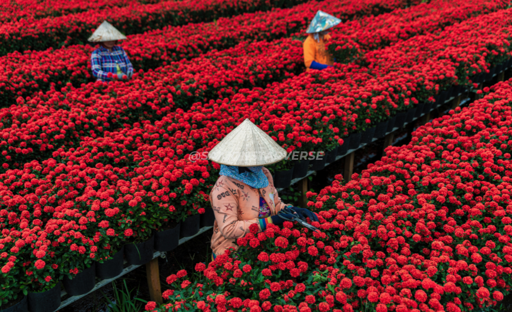 Làng hoa Sa Đéc Đồng Tháp - chuẩn bị Tết sớm du lịch miền tây