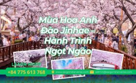Cẩm Nang Toàn Tập: Chinh Phục Mùa Hoa Anh Đào Jinhae – Hành Trình Ngọt Ngào Nhất Thế Gian