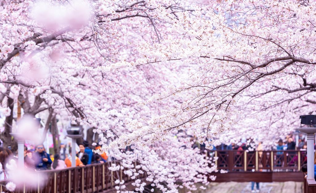 du lịch Seoul mùa hoa anh đào - 