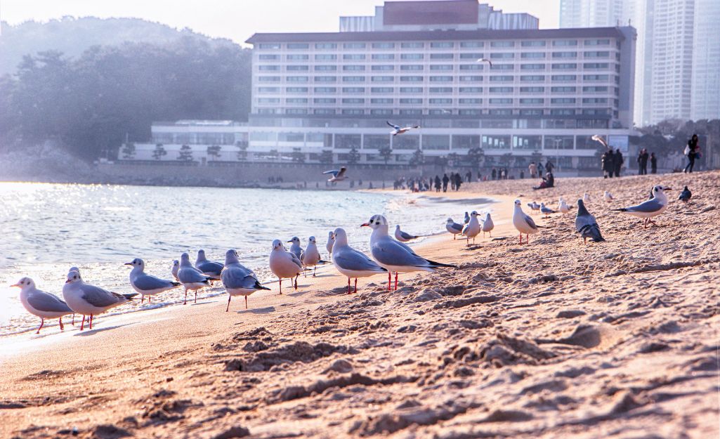 Du khách tắm nắng và vui chơi tại bãi biển Haeundae nổi tiếng nhất Busan.