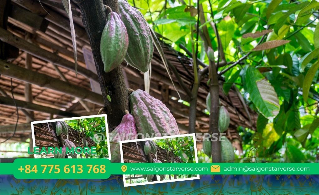 Bảng mùa trái cây Cần Thơ (Cực quan trọng)