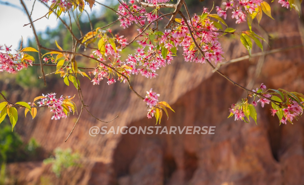 Trẩy hội Mai Anh Đào Đà Lạt 2026 - Săn sắc hoa mùa lễ Hội
