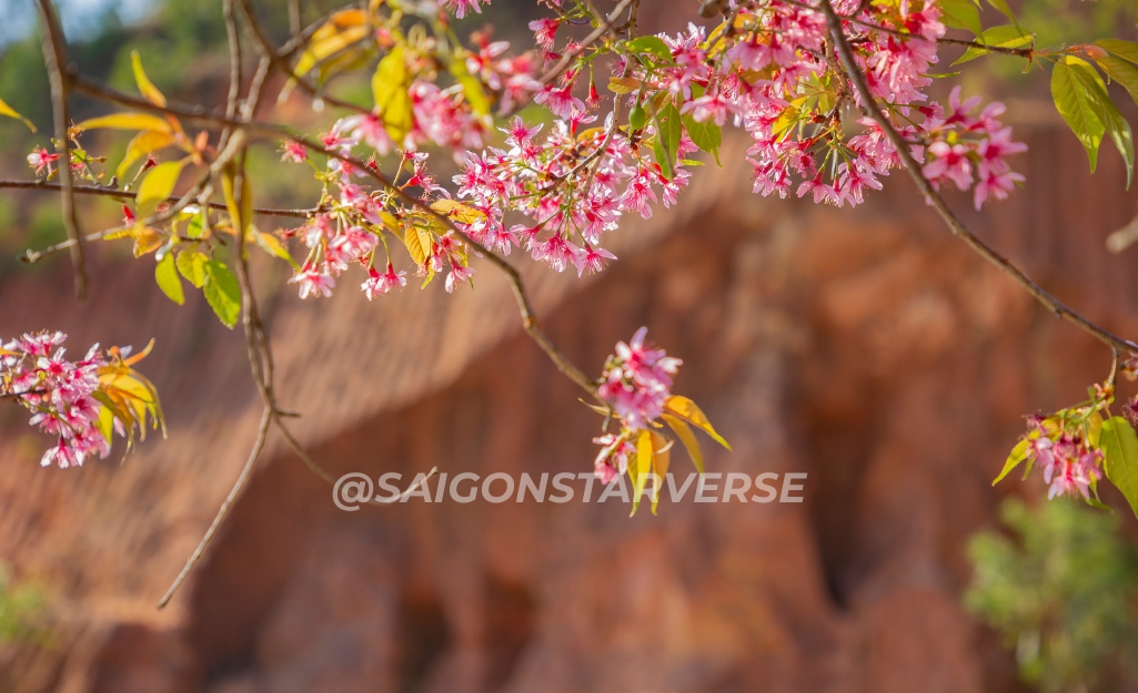 Trẩy hội Mai Anh Đào Đà Lạt 2026 - Săn sắc hoa mùa lễ Hội