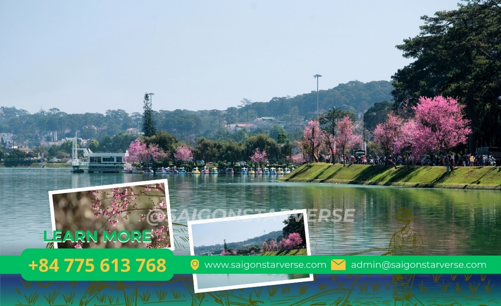 Cận cảnh hoa Mai anh đào Đà Lạt 5 cánh nở rộ báo hiệu mùa xuân 2026 quanh Hồ Xuân Hương