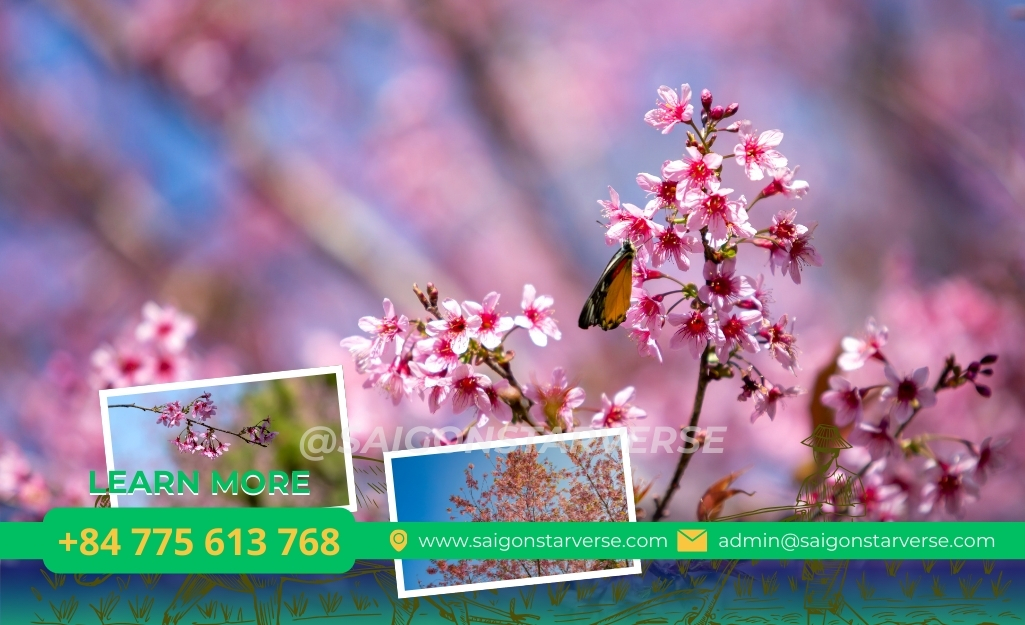 Cận cảnh hoa Mai anh đào Đà Lạt 5 cánh nở rộ báo hiệu mùa xuân 2026