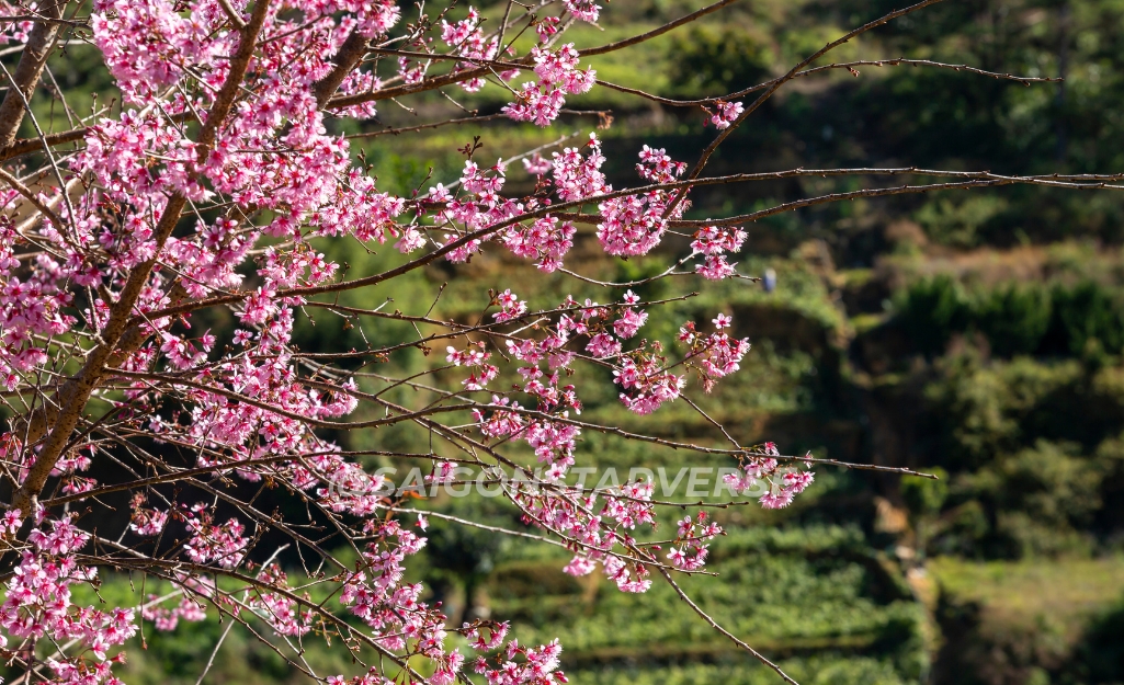 Trẩy hội Mai Anh Đào Đà Lạt 2026