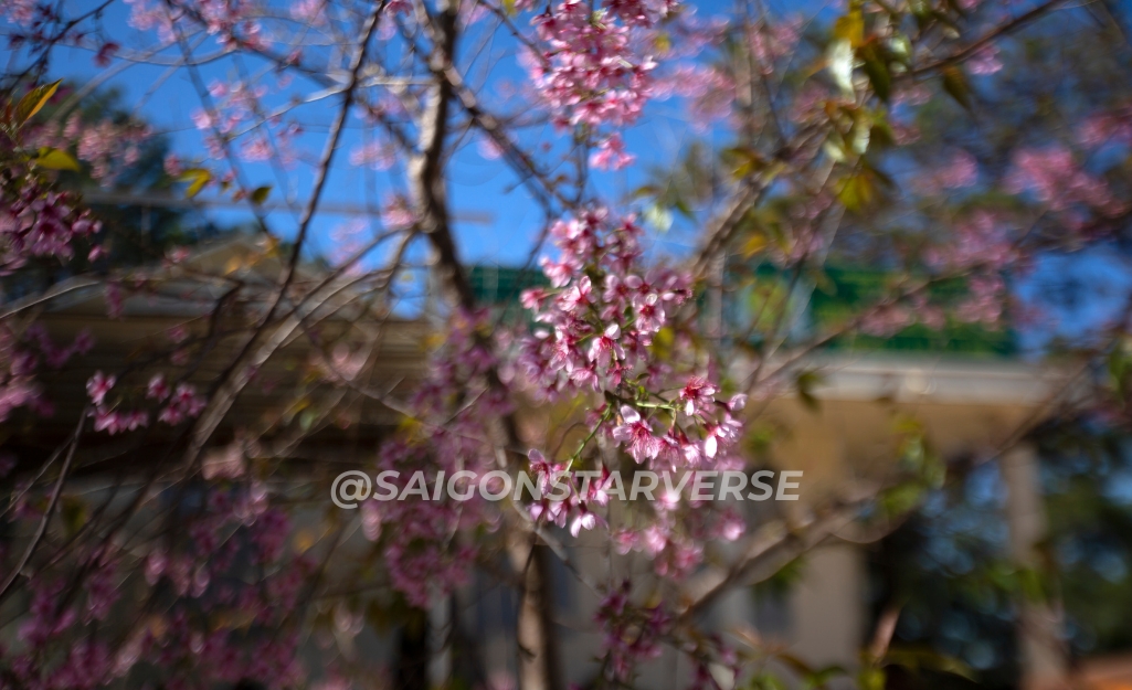 Trẩy hội Mai Anh Đào Đà Lạt 2026